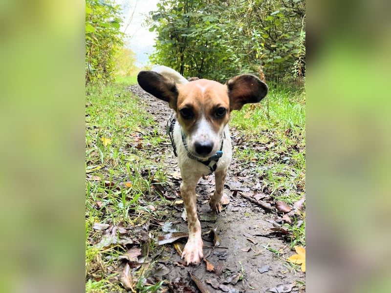 Vermittlungshilfe für Bibi