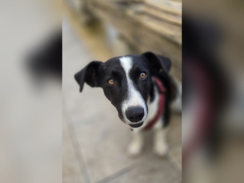 Tiva – fröhlich, klug und voller Lebenslust :)