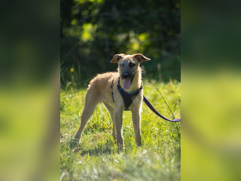 Tino – tapferer, junger Mischling sucht liebevolles Zuhause