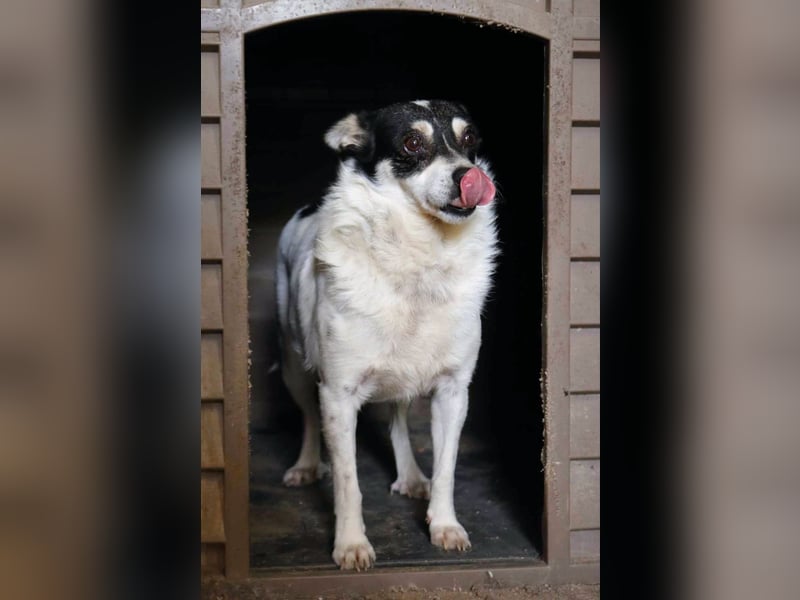 Die sanfte Iris wünscht sich ein Forever Home!