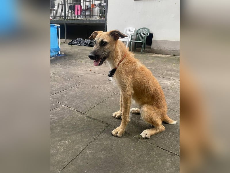 Tino – tapferer, junger Mischling sucht liebevolles Zuhause