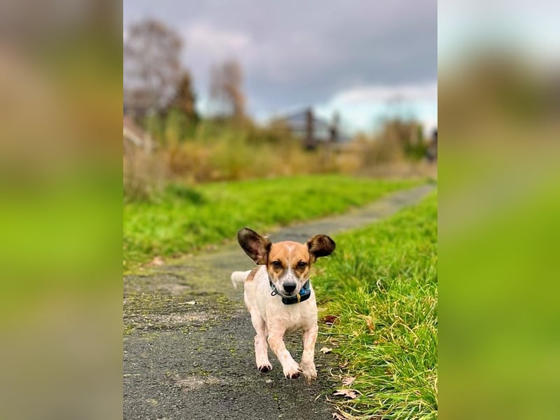 Vermittlungshilfe für Bibi