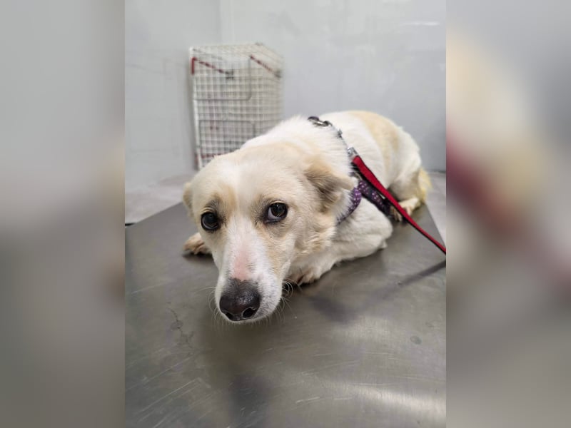 Popi braucht endlich ein Forever Home