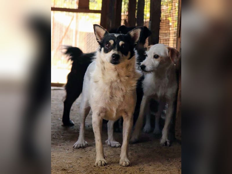 Die sanfte Iris wünscht sich ein Forever Home!