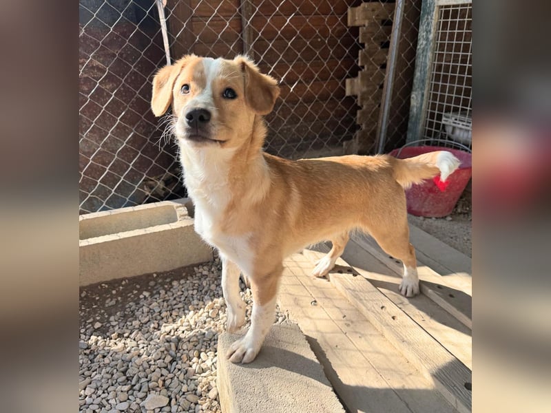 Paul - ein Herz auf vier Pfoten