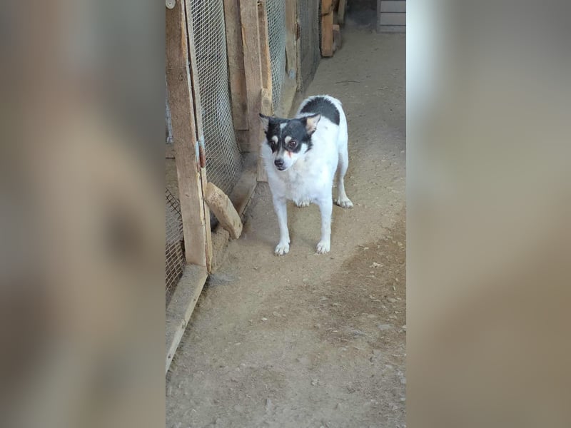 Die sanfte Iris wünscht sich ein Forever Home!