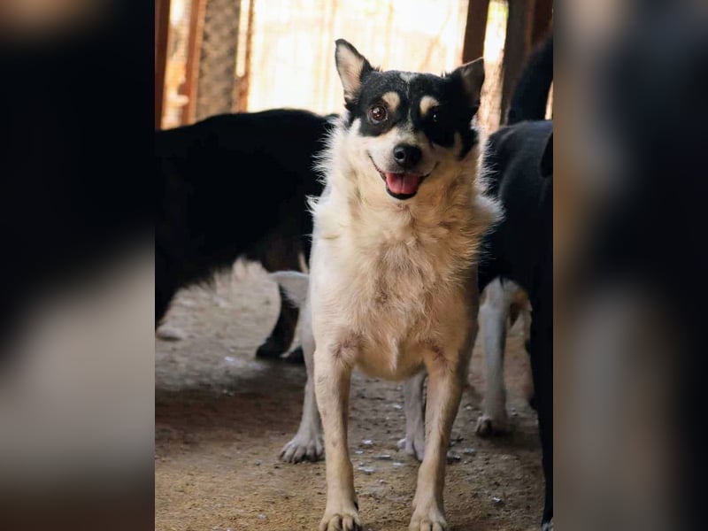 Die sanfte Iris wünscht sich ein Forever Home!