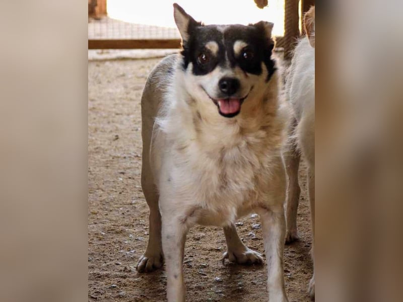 Die sanfte Iris wünscht sich ein Forever Home!