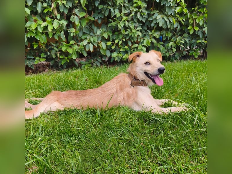 Terrier-Mix Ghecco hatte Glück im Unglück – jetzt fehlt nur noch sein Happy End