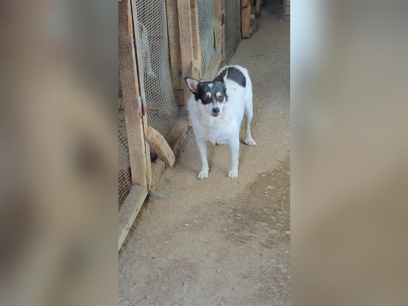 Die sanfte Iris wünscht sich ein Forever Home!