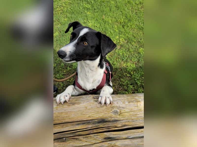 Tiva – fröhlich, klug und voller Lebenslust :)