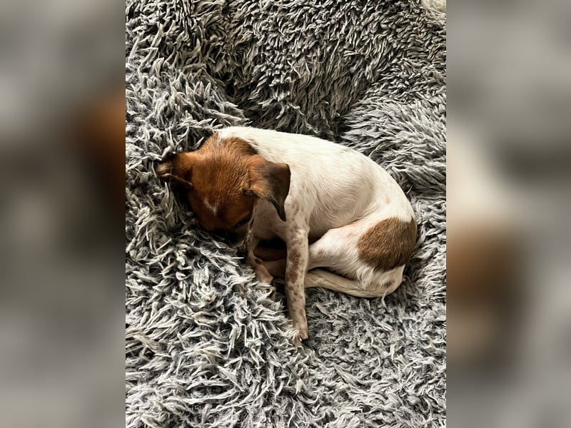 Vermittlungshilfe für Bibi