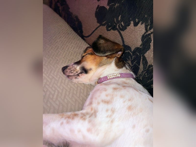 Vermittlungshilfe für Bibi