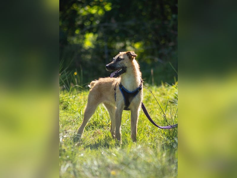 Tino – tapferer, junger Mischling sucht liebevolles Zuhause