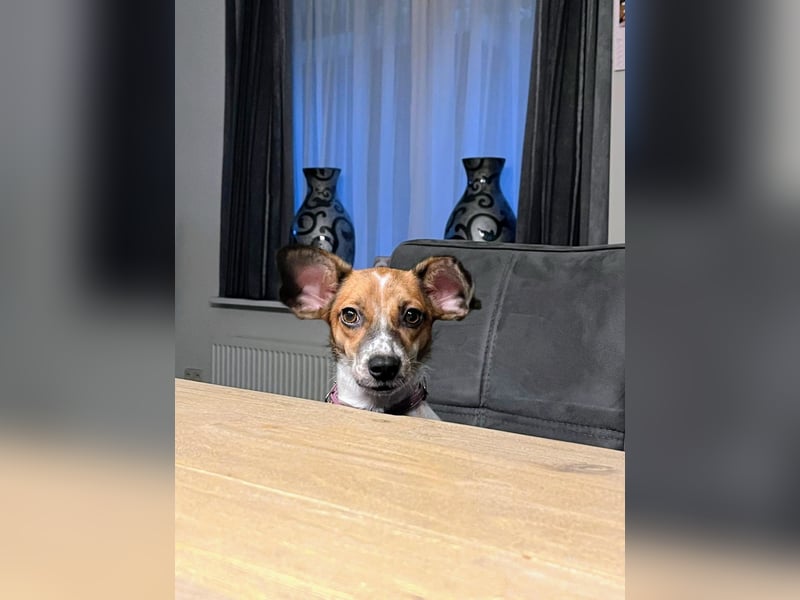 Vermittlungshilfe für Bibi