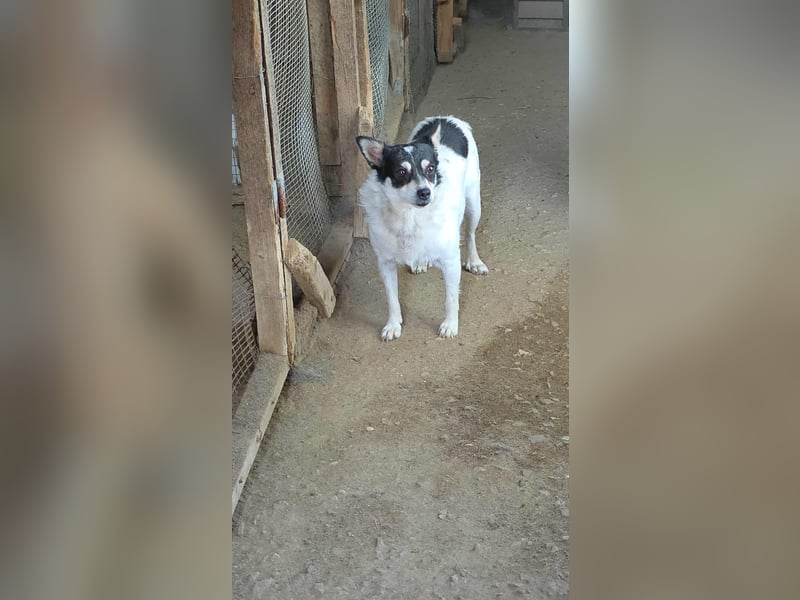 Die sanfte Iris wünscht sich ein Forever Home!