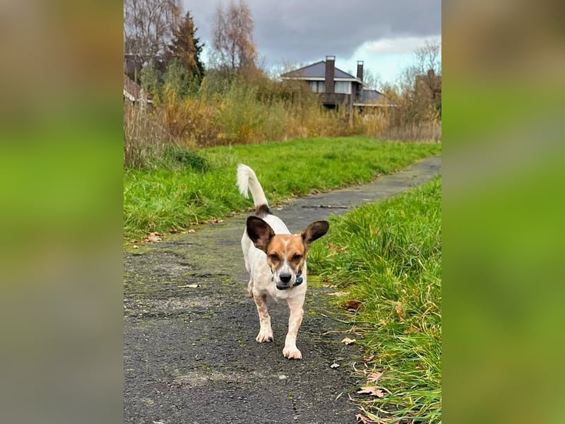 Vermittlungshilfe für Bibi