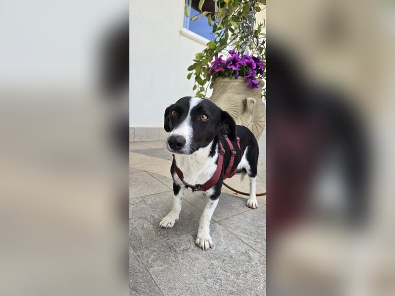 Tiva – fröhlich, klug und voller Lebenslust :)