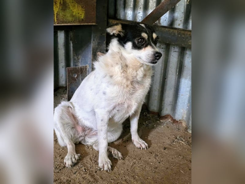 Die sanfte Iris wünscht sich ein Forever Home!