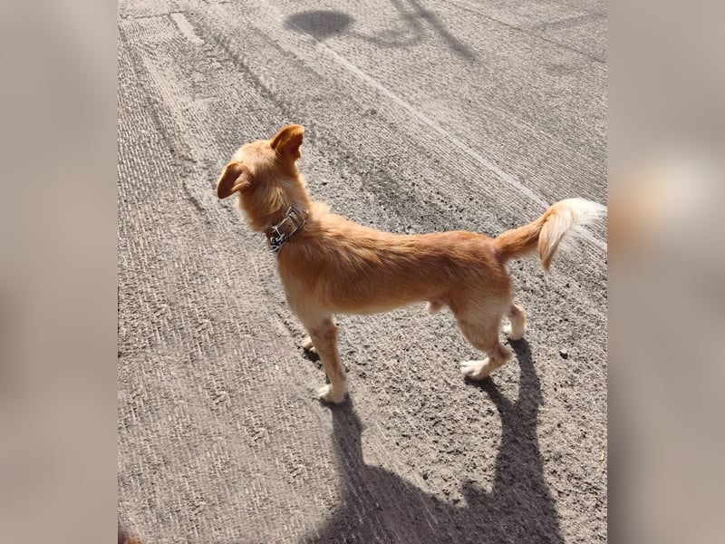 Terrier-Mix Ghecco hatte Glück im Unglück – jetzt fehlt nur noch sein Happy End