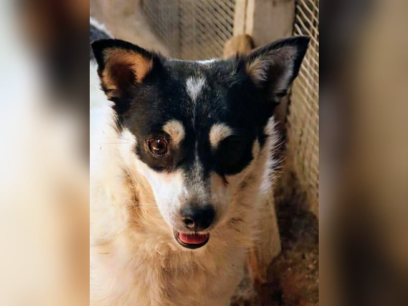 Die sanfte Iris wünscht sich ein Forever Home!