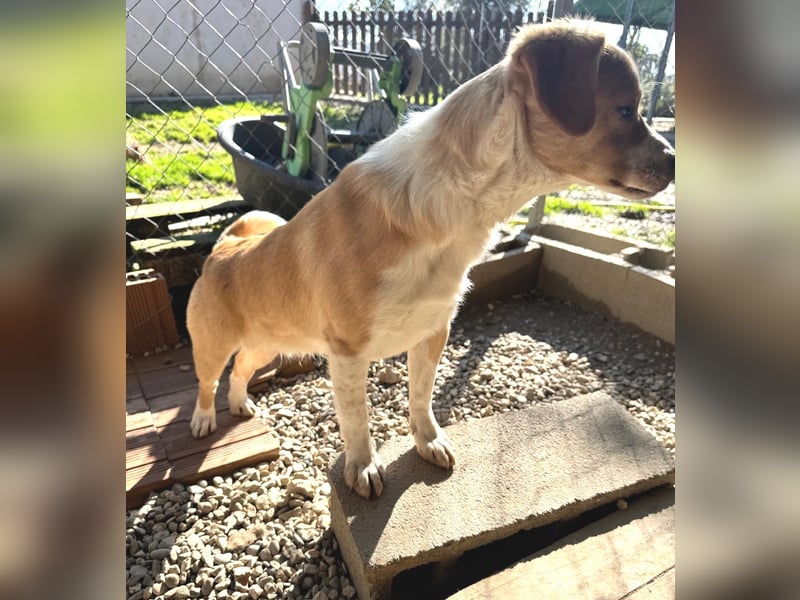 Paul - ein Herz auf vier Pfoten