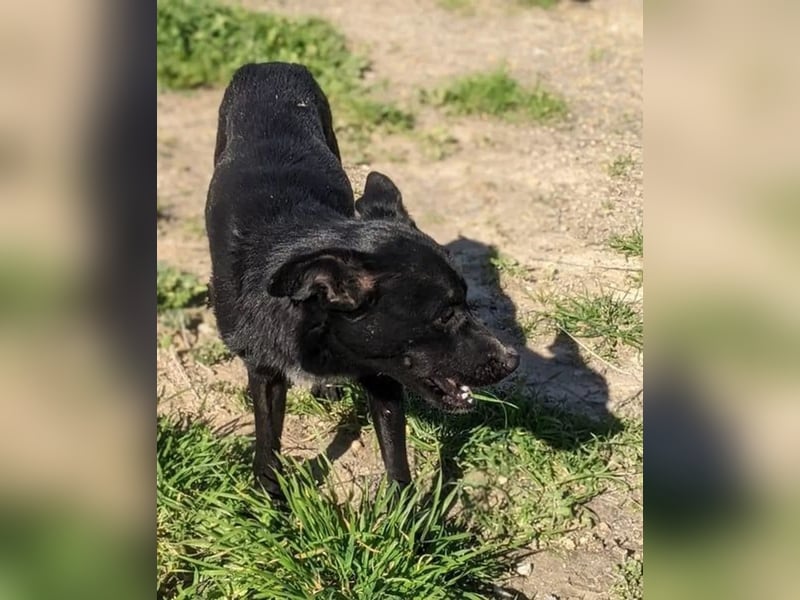 Tuno ,der kleine Schwarze mit dem gewissen Etwas sucht sein Glück