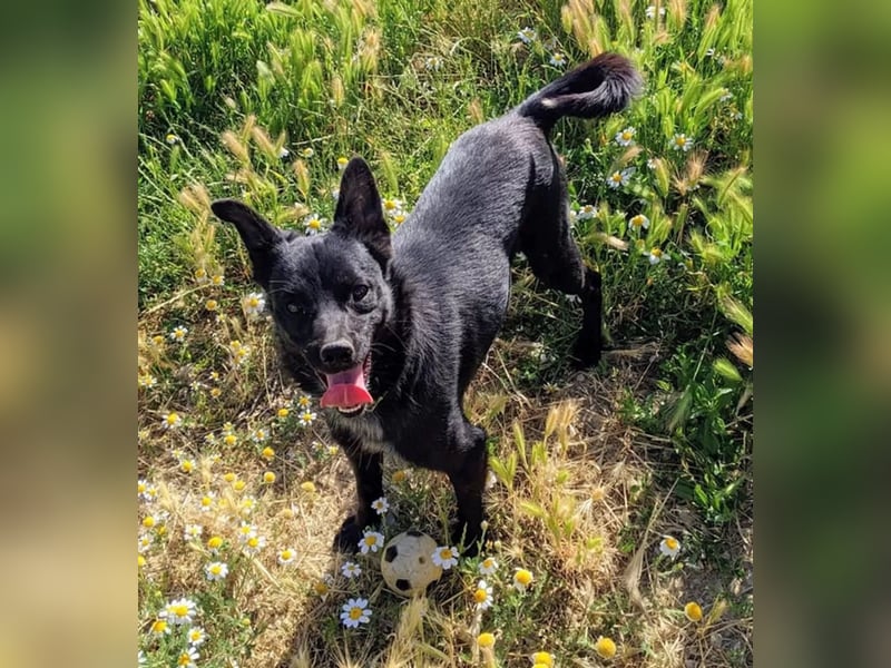 Tuno ,der kleine Schwarze mit dem gewissen Etwas sucht sein Glück