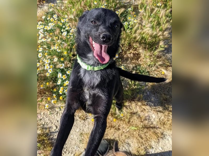 Tuno ,der kleine Schwarze mit dem gewissen Etwas sucht sein Glück