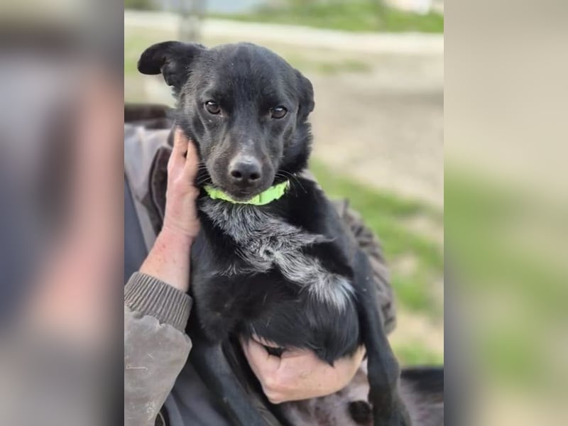 Tuno ,der kleine Schwarze mit dem gewissen Etwas sucht sein Glück