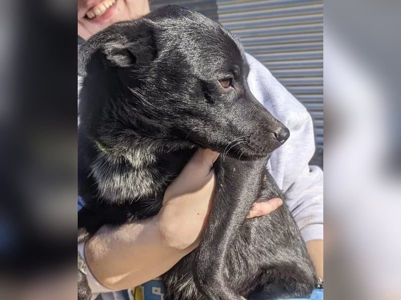 Tuno ,der kleine Schwarze mit dem gewissen Etwas sucht sein Glück