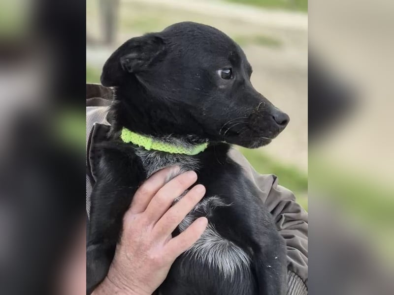 Tuno ,der kleine Schwarze mit dem gewissen Etwas sucht sein Glück
