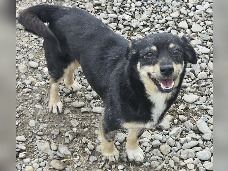 Kleine Hündin Bijou sucht Familie (D/LUX/CH)