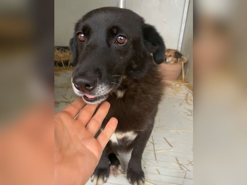 Moustache - perfekt für Familien oder Senioren