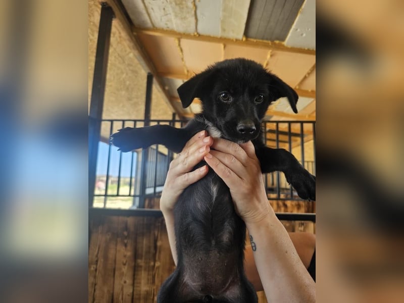 Süße, kleine Mindy sucht ihre Menschen