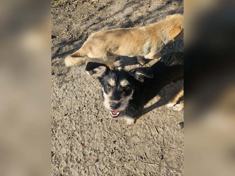 Kleiner, junger Rusty sucht liebevolles Zuhause (D/CH/LUX)