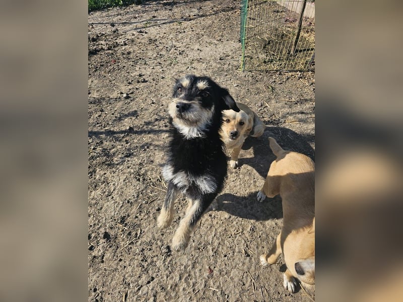 Kleiner, junger Rusty sucht liebevolles Zuhause (D/CH/LUX)