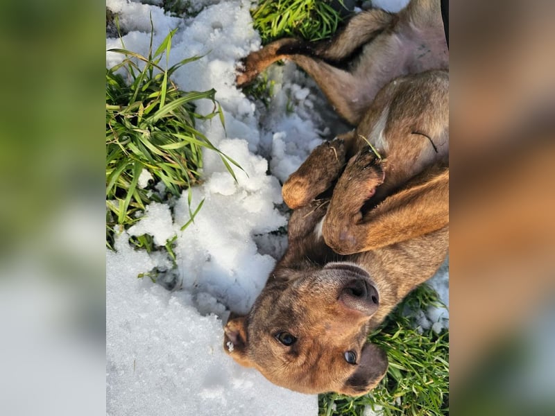 Welpenmädchen Sophie sucht liebevolle Familie