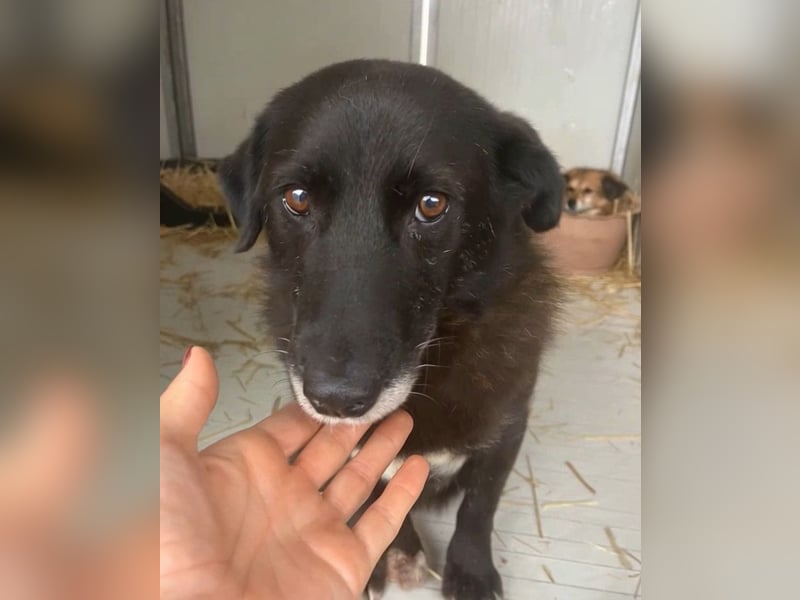 Moustache - perfekt für Familien oder Senioren