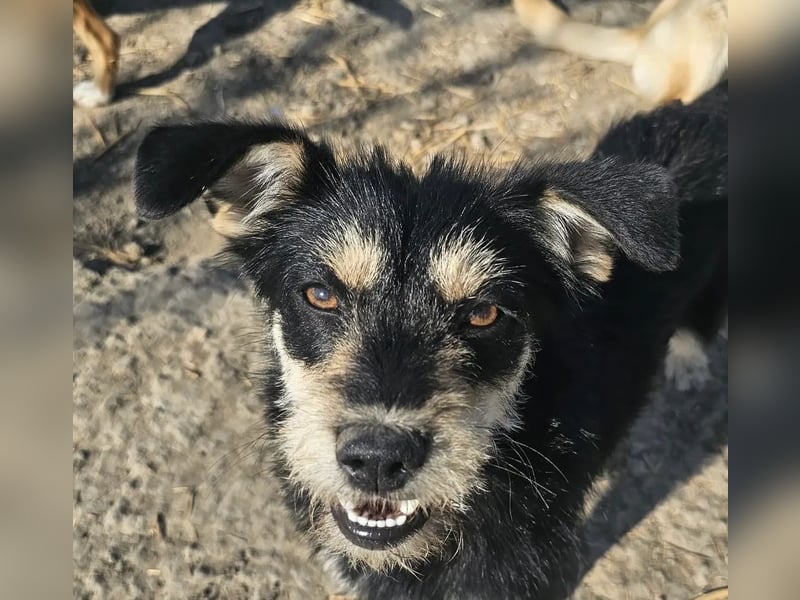 Kleiner, junger Rusty sucht liebevolles Zuhause (D/CH/LUX)