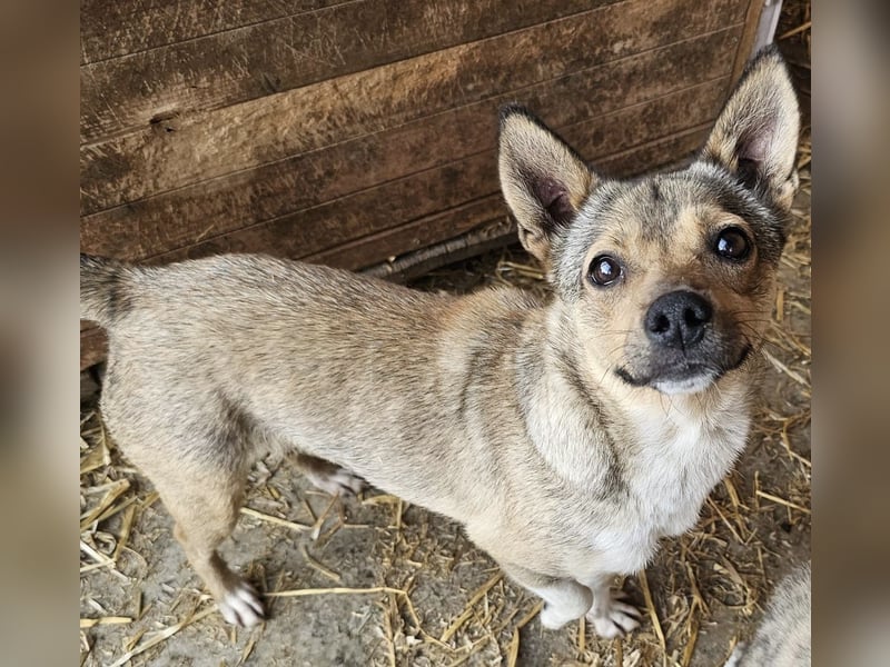 Kaylie - kleine, fürsorgliche Mama sucht ruhiges Zuhause