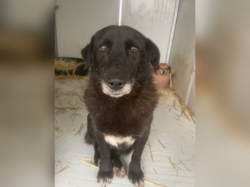 Moustache - perfekt für Familien oder Senioren