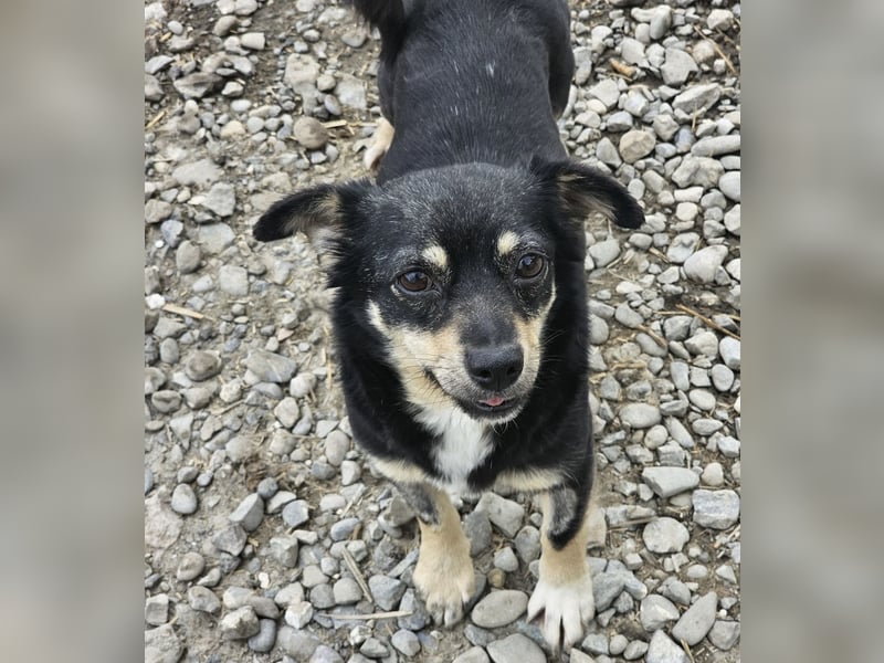 Kleine Hündin Bijou sucht Familie (D/LUX/CH)