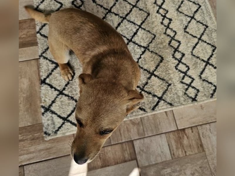Supersüßes, kleines Welpenmädchen Bonnie