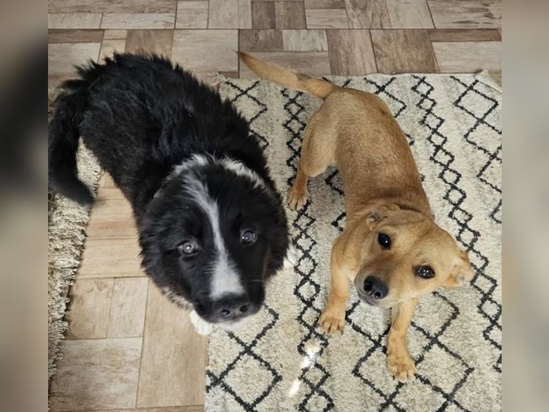 Supersüßes, kleines Welpenmädchen Bonnie