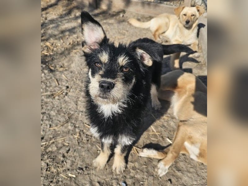Kleiner, junger Rusty sucht liebevolles Zuhause (D/CH/LUX)