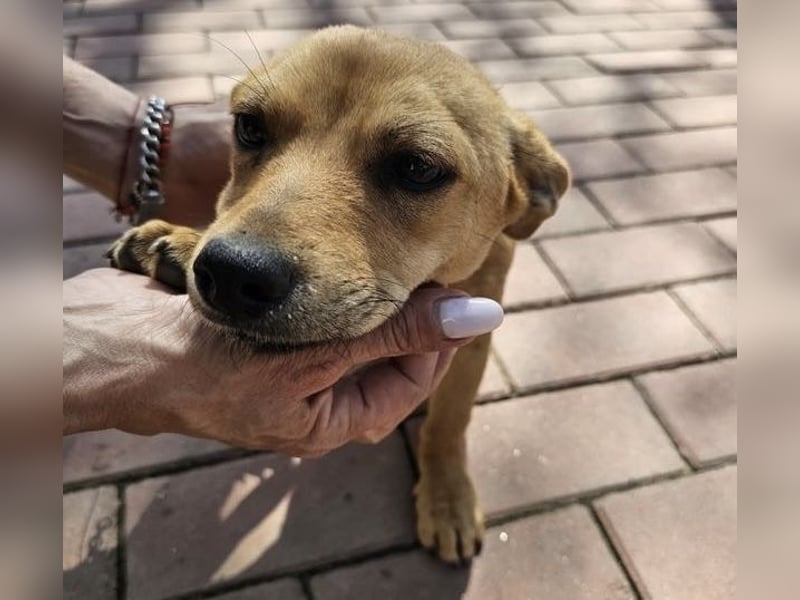 Supersüßes, kleines Welpenmädchen Bonnie