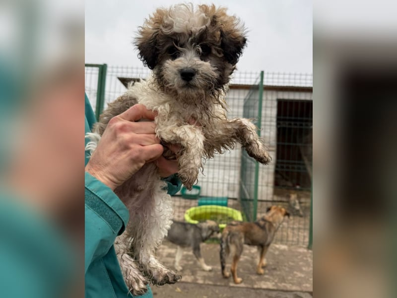 Der kleine Porto sucht ein Zuhause