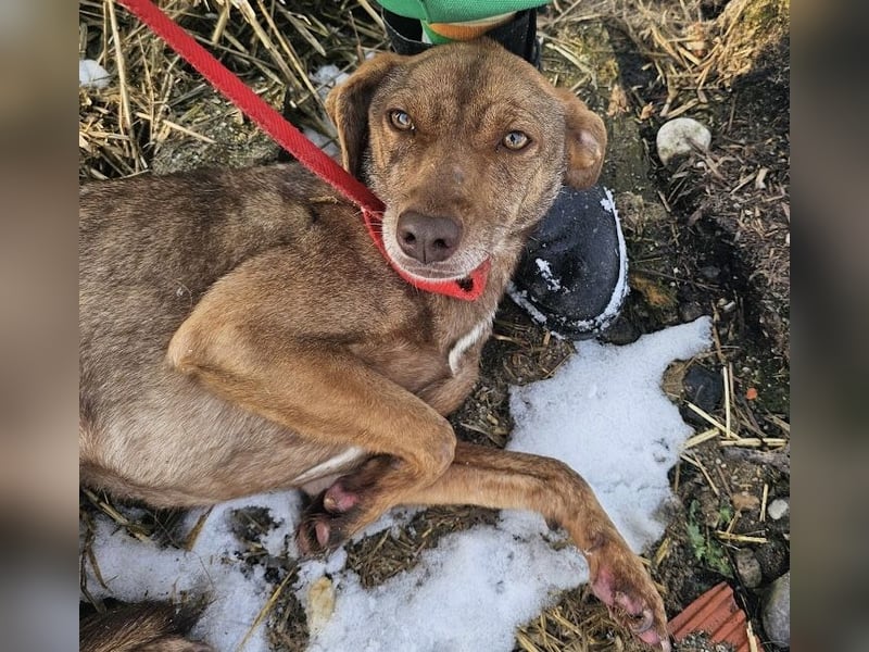 Welpenmädchen Sophie sucht liebevolle Familie