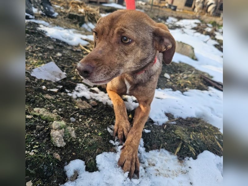 Welpenmädchen Sophie sucht liebevolle Familie